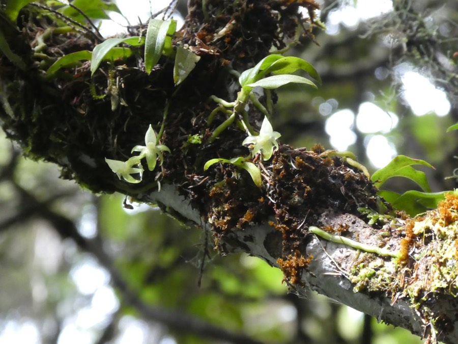 Angraecum cordemoyi. orchidaceae . endémique Réunion .P1680526