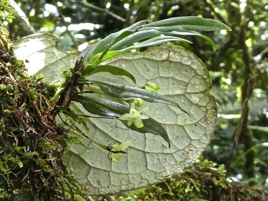 Angraecum cordemoyi.orchidaceae.endémique Réunion .P1680509