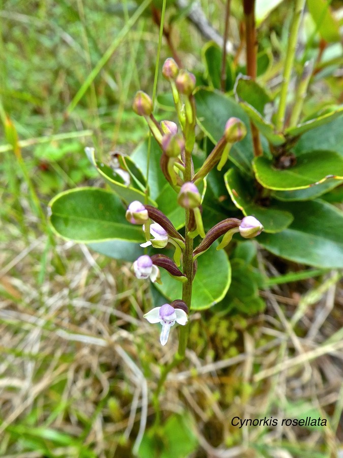 Cynorkis rosellata .orchidaceae. indigène Réunion .P1680656