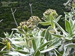 Helichrysum heliotropifolium .velours blanc.asteraceae.endémique Réunion P1680726
