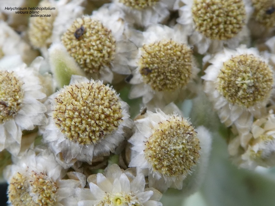 Helichrysum heliotropifolium .velours blanc .asteraceae.endémique Réunion .