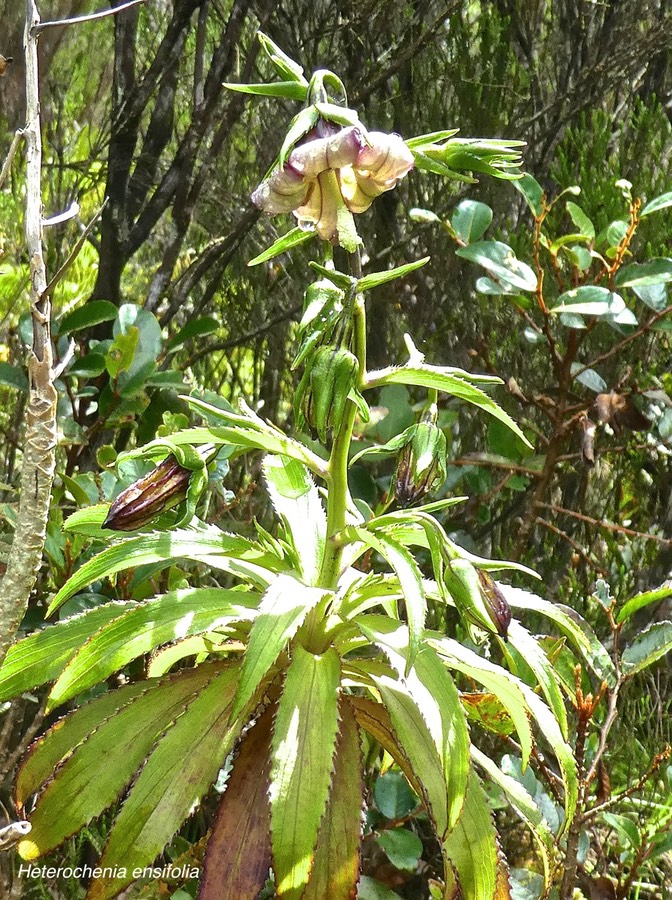 Heterochaenia ensifolia .campanulaceae.endémique Réunion.P1680579