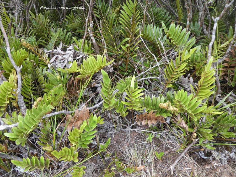 Parablechnum marginatum. blechne marginé.blechnaceae.endémique Réunion .P1680675