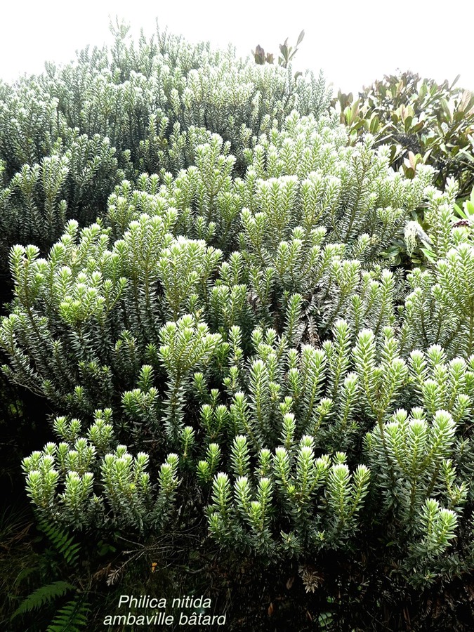 Philica nitida .ambaville bâtard .rhamnaceae.endémique Réunion Maurice .P1680633