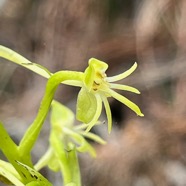 10. Fleur Habenaria frappieri - Petit maïs - Orchidaceae IMG_8939.JPG.jpeg