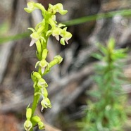 16. ??? Benthamia africana (spiralis) Orchid aceae Indigène La Réunion IMG_8978.JPG.jpeg