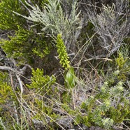 5. ??? Habenaria chloranta Ex Benthamia latifolia.jpeg