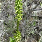 Benthamia-chlorantha-(ex-latifolia)_ORCHIDOIDEAE_Indigene-Reunion_P1070752.jpg
