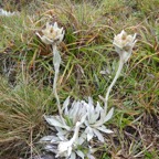 Helichrysum-arnicoides_Petit velours blanc_ASTERACEAE_Endemique-Réunion_P1070768.jpg