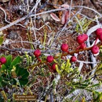 Agarista buxifolia.petit bois de rempart.( avec fruits ) ericaceae.endémique Madagascar Mascareignes..jpeg