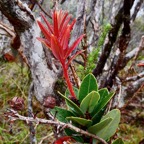 Agarista buxifolia.petit bois de rempart.ericaceae.endémique Madagascar Mascareignes..jpeg