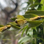 Angraecum costatum (fruits )  orchidaceae. endémique Réunion.jpeg