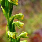 Benthamia africana .(Benthamia spiralis ).orchidaceae.endémique Madagascar Mascareignes. (1).jpeg