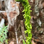 Benthamia africana .(Benthamia spiralis ).orchidaceae.endémique Madagascar Mascareignes..jpeg