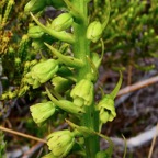 Benthamia latifolia . Benthamia Chlorantha.(Thouars) A. Rich( inflorescence détail ) .orchidaceae.endémique Réunion Maurice.jpeg
