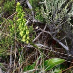 Benthamia latifolia . Benthamia Chlorantha.(Thouars) A. Rich. ( parmi les branles ) orchidaceae.endémique Réunion Maurice.jpeg