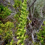 Benthamia latifolia . Benthamia Chlorantha.(Thouars) A. Rich.( inflorescence ).orchidaceae.endémique Réunion Maurice.jpeg