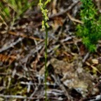 Cynorkis falcata orchidaceae .endémique Réunion. (1).jpeg