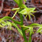 Habenaria frappieri J.-B.Castillon et P.Bernet.petit maïs.orchidaceae.indigène Réunion..jpeg