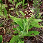 Psiadia anchusifolia.tabac marron.bouillon blanc .asteraceae;endémique Réunion.jpeg
