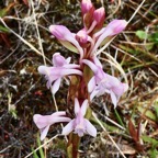 Satyrium amoenum.satyre charmant.( inflorescence )orchidaceae.endémique Madagascar Comores et Mascareignes ..jpeg