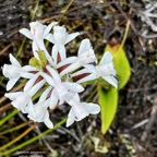 Satyrium amoenum.satyre charmant.(à fleurs  blanches ) orchidaceae.endémique Madagascar Comores et Mascareignes ..jpeg