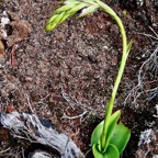 Satyrium amoenum.satyre charmant.orchidaceae.endémique Madagascar Comores et Mascareignes . (1).jpeg
