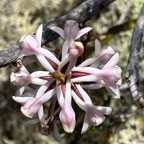 Satyrium amoenum.satyre charmant.orchidaceae.endémique Madagascar Comores et Mascareignes ..jpeg