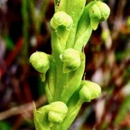 Tylostigma perrieri Schltr.( Tylostigma hildebrandtii ) orchidaceae.endémique Madagascar et Mascareignes. (1).jpeg