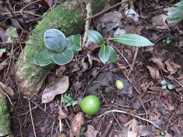 13-Juvéniles : à gauche Grand Natte et son fruit à droite Petit Natte et son fruit