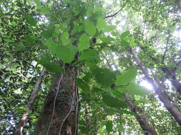 14-Piper borbonense - Lingue poivre - Piperaceae- indigène de la Réunion, Maurice et Madagascar