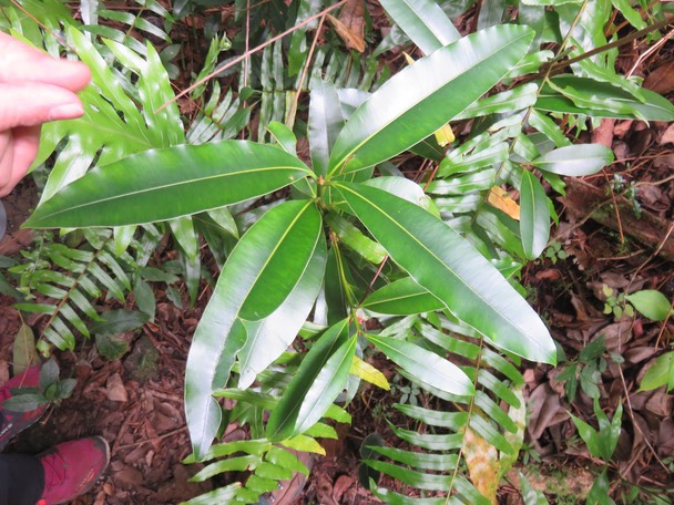15-Jeune Calophyllum takamahaca - Takamaka - Clusiaceae  -  endémique de la Réunion et de Maurice
