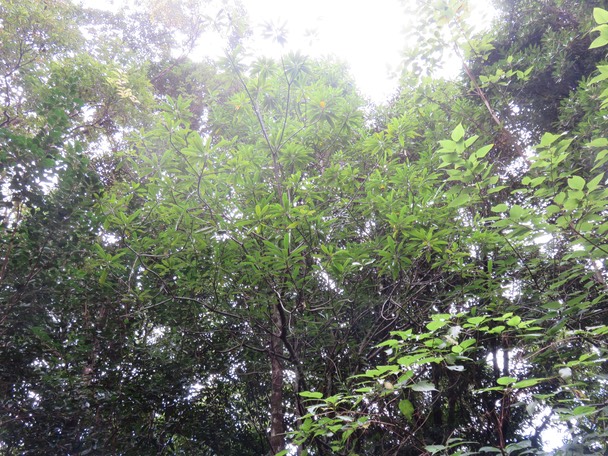 17-Ochrosia borbonica - Bois jaune - Apocynaceae  - endémique de la Réunion