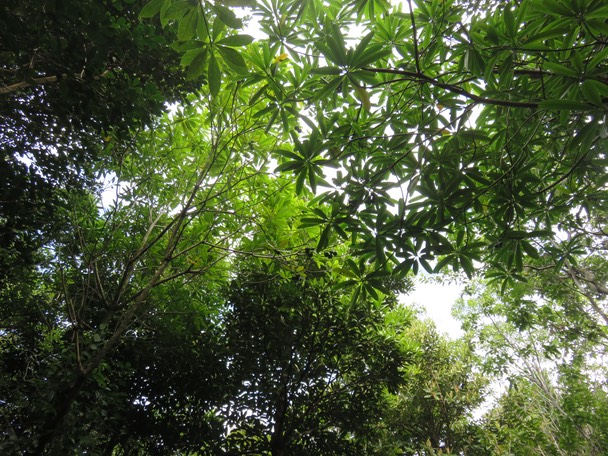 20-fruits de Ochrosia borbonica - Bois jaune - Apocynaceae  - endémique de la Réunion