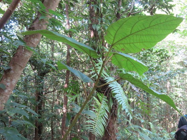 22-Ficus mauritiana - Affouche rouge - Moracée