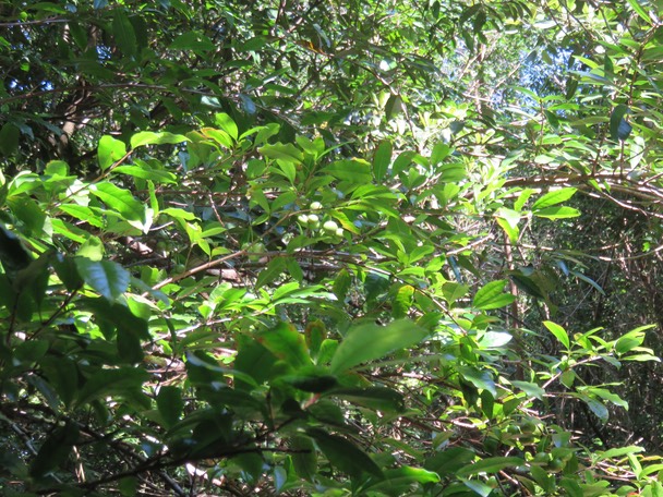 29-Myonima obovata - Bois de prune  ou Bois de prune rat - Rubiaceae