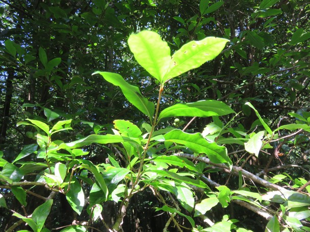 30-Myonima obovata - Bois de prune  ou Bois de prune rat - Rubiaceae