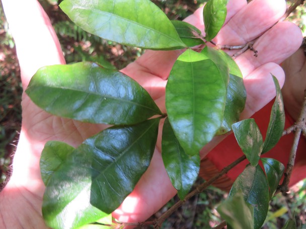 33-marbrures des feuilles de Myonima obovata - Bois de prune  ou Bois de prune rat - Rubiaceae