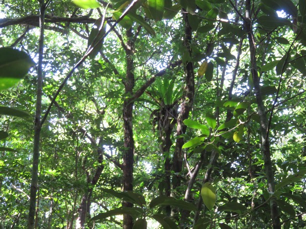37-Asplenium nidus L. - Fougère Nid d'oiseau - Aspleniaceae - Indigène Réunion