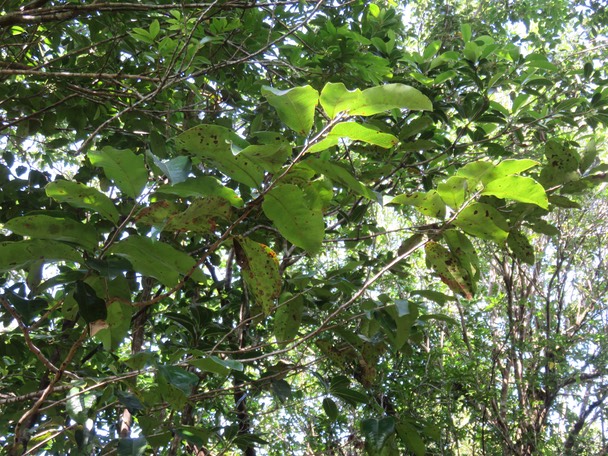 44-Diospyros borbonica - Bois noir des Hauts - Ebenacea  - endémique de la Réunion