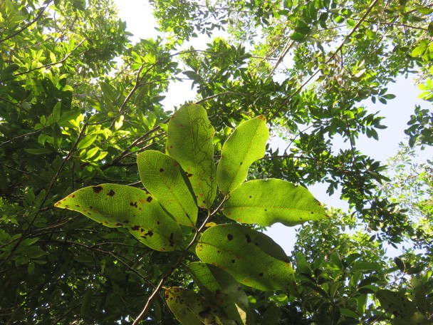 45-Diospyros borbonica - Bois noir des Hauts - Ebenacea  - endémique de la Réunion