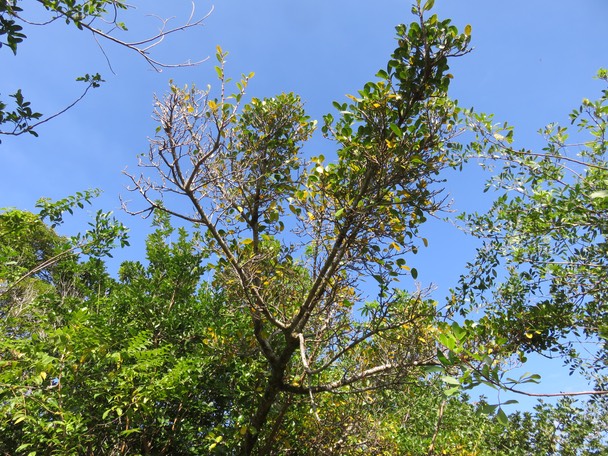 46-Ficus reflexa - Affouche à petites feuilles/Affouche rouge/Affouche bâtard - MORACEAE