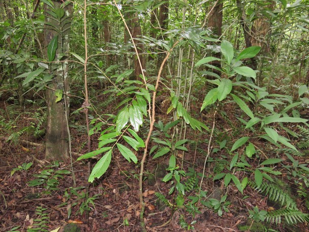 9-Cnestis glabra - Mafatamboa ou Mafatambois - Connaraceae