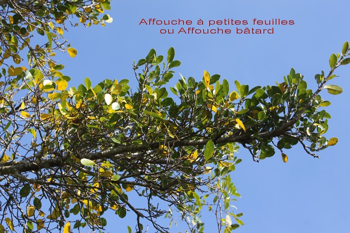 Affouche bâtard- Ficus reflexa- Moracée - I