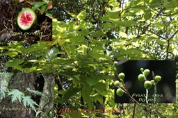 Affouche blanc- Ficus lateriflora- Moracée - I