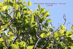 Affouche étrangleur- Ficus rubra - Moracée - Masc
