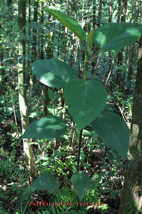Affouche rouge - Ficus mauritiana - Moracée - Masc