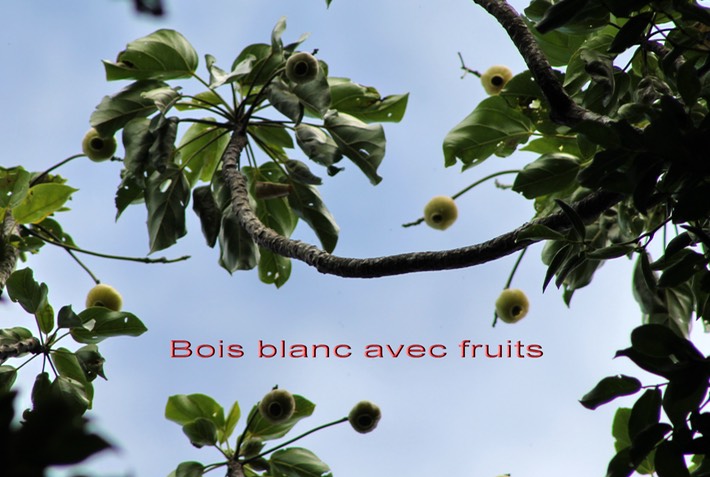 Bois blanc - Hernandia mascarenensis - Hernandiacée - BM