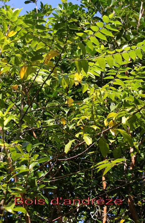 Bois d'andrèze- Trema orientalis- Cannabacée - I