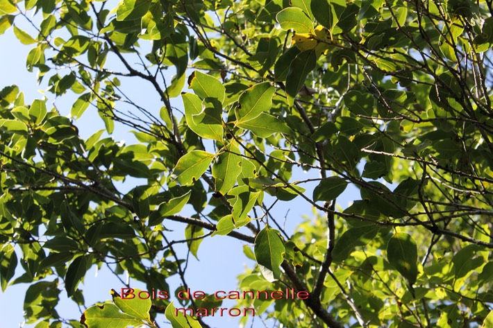 Bois de cannelle marron - Ocotea obtusata